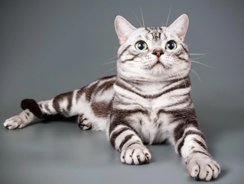 How do I know if my cat is an American Shorthair?