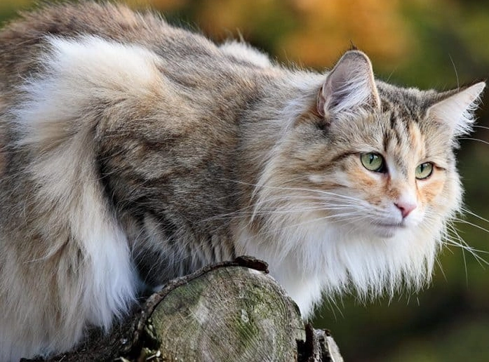 Wegie cat breed