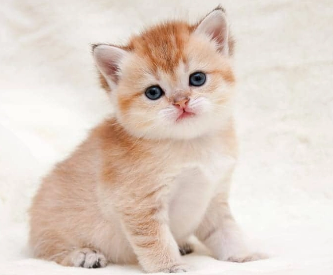 british shorthair orange cat