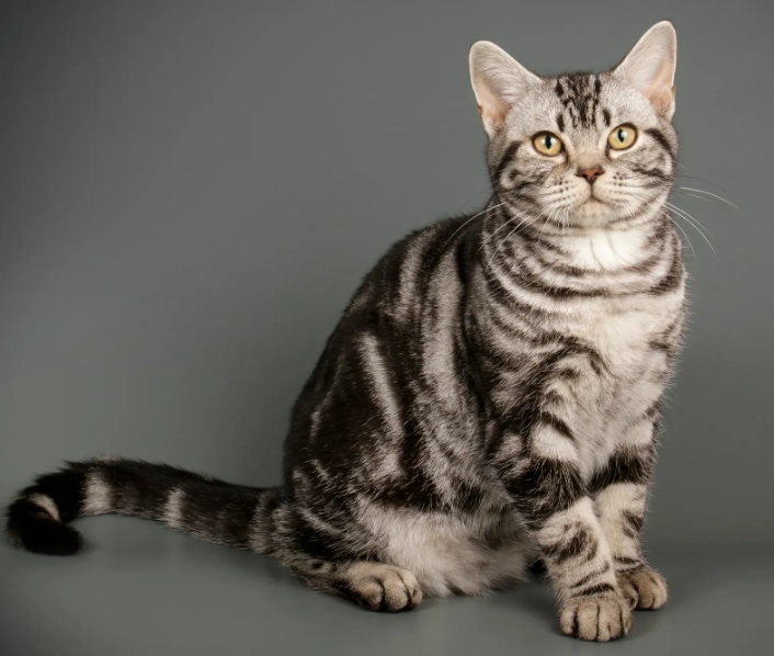 mixed breed vs purebred cat