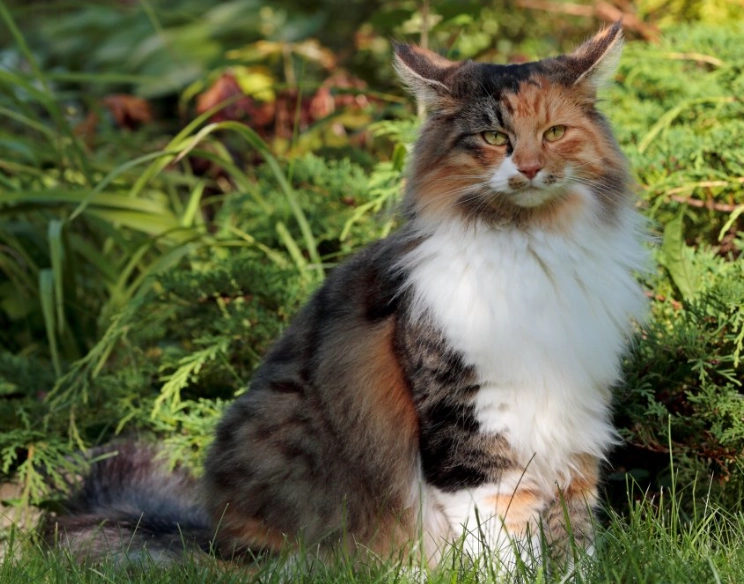 buy Norwegian Forest cat