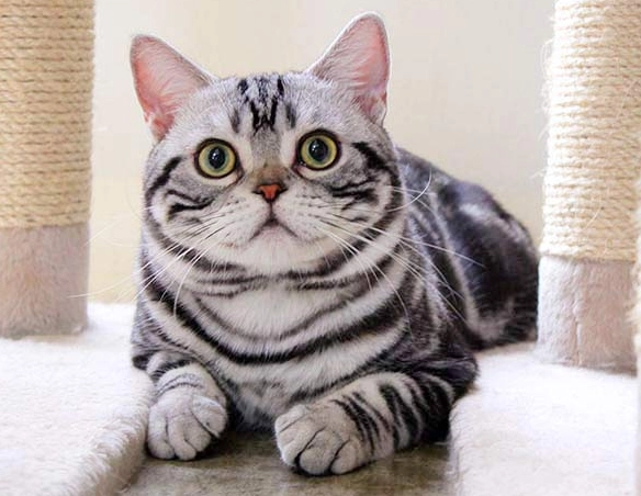 are american shorthair cats friendly are american shorthair cats friendly
