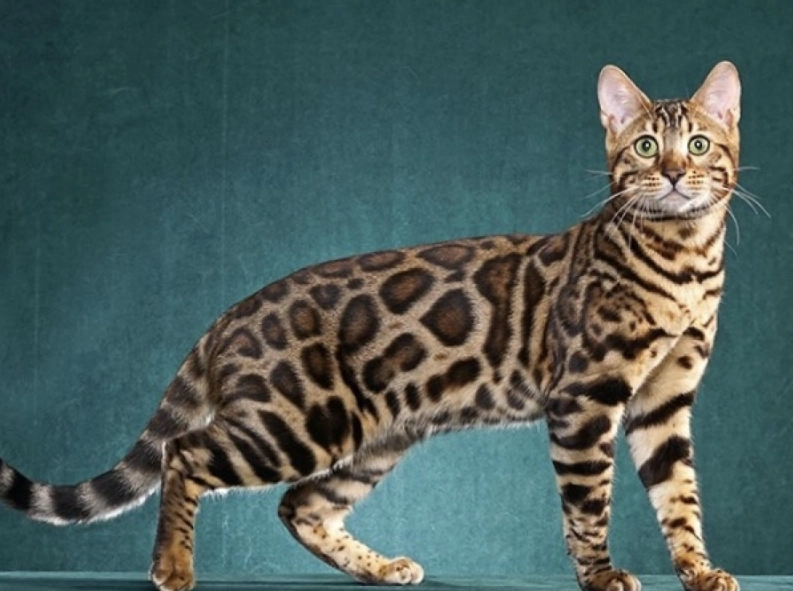 Bengal cat price Bengal cat price