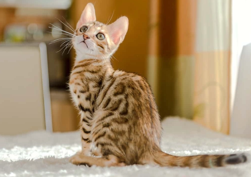 Bengal kitten price Bengal kitten price