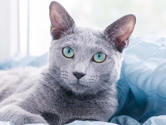 Russian Blue cat personality
