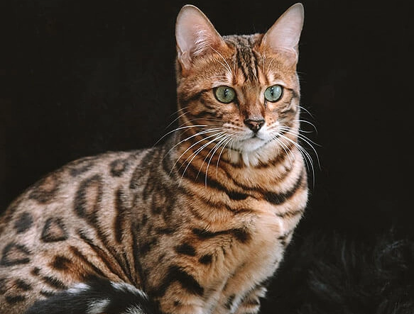 bengal cat coat patterns