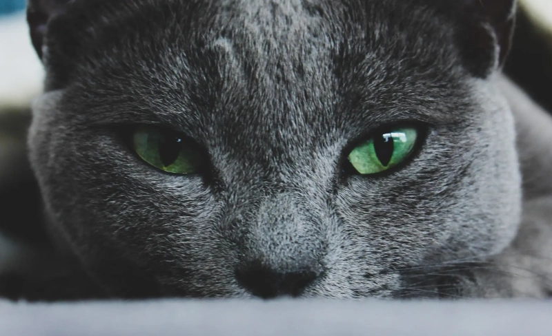 russian blue cat personality