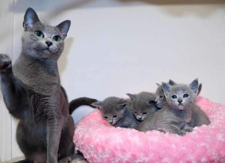 Russian Blue kitten care Russian Blue kitten care