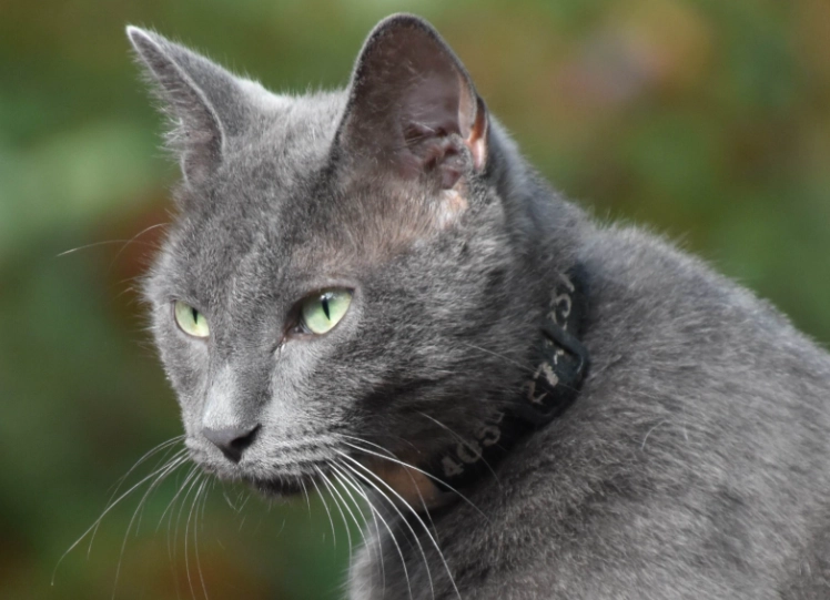 Russian Blue good with kids