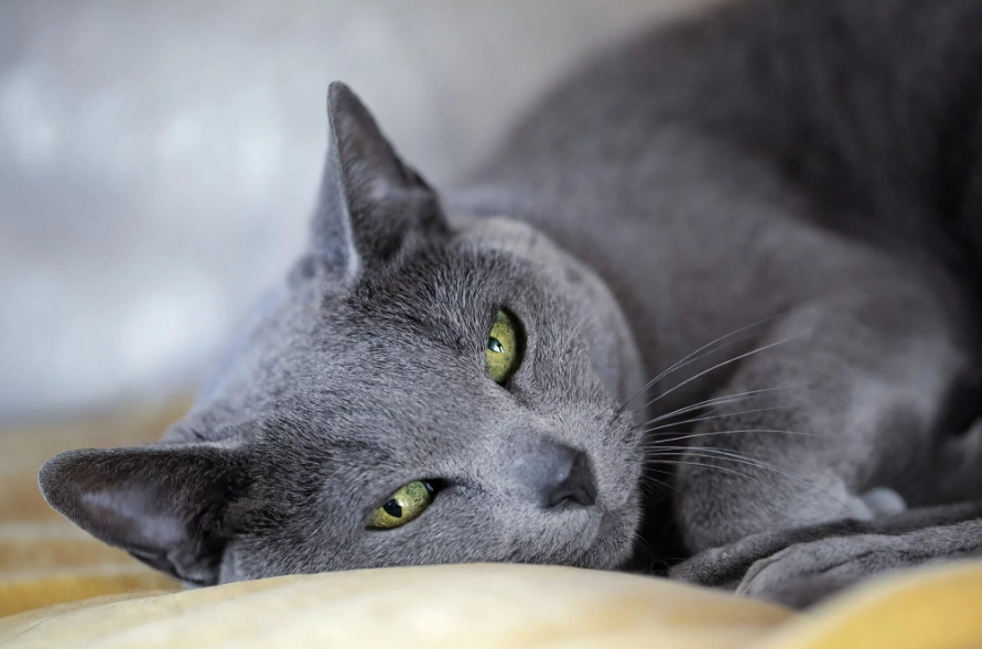 are russian blue cats friendly are russian blue cats friendly