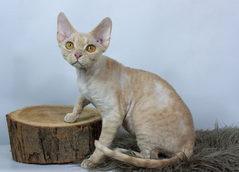 Devon Rex breed Devon Rex breed
