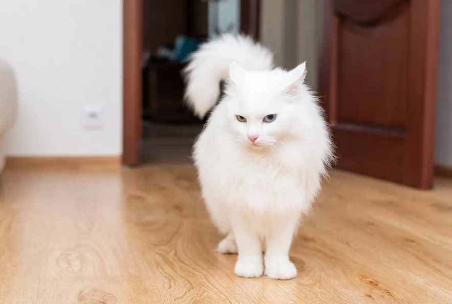Turkish Angora affectionate