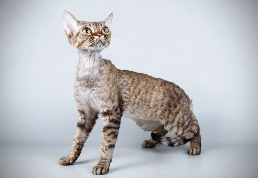 Devon Rex personality Devon Rex personality