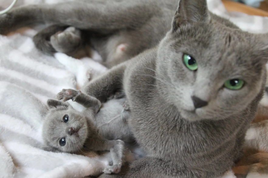 hypoallergenic kitten