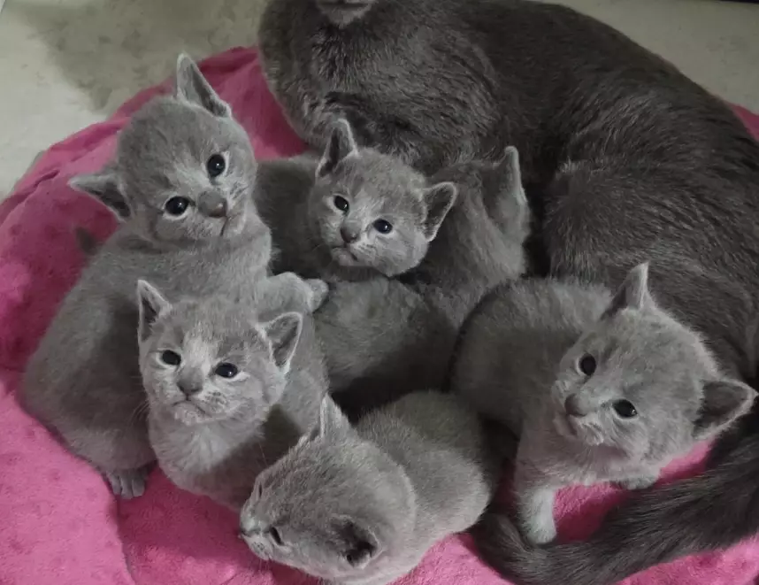 Russian Blue kitten care Russian Blue kitten care