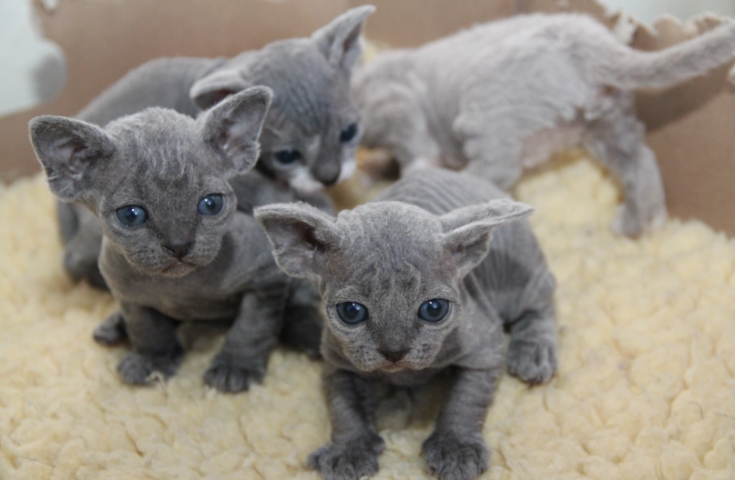 Are Devon Rex cats friendly Are Devon Rex cats friendly
