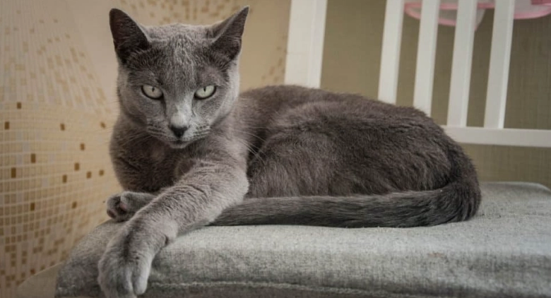 Russian Blue cat price