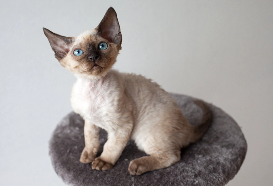 how much is a Devon Rex cat how much is a Devon Rex cat