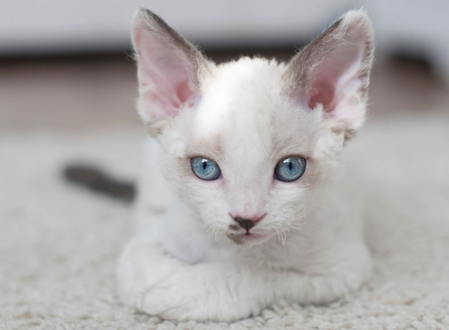 hypoallergenic cat breeds hypoallergenic cat breeds