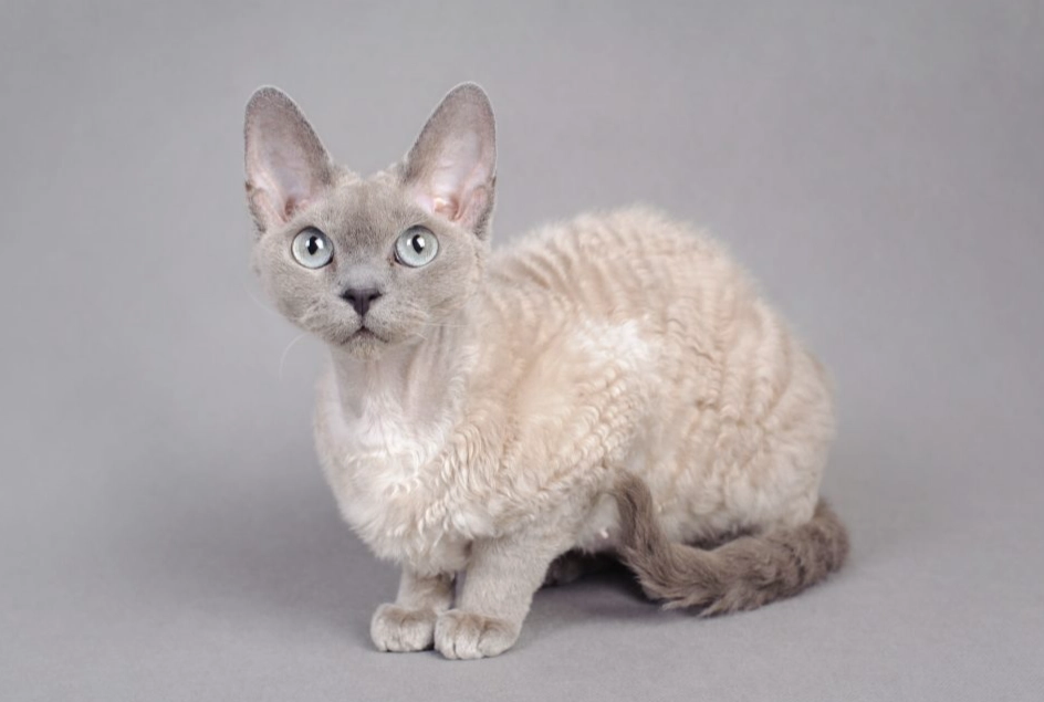 low allergy cats low allergy cats