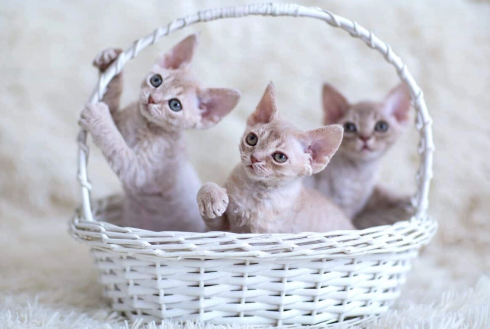 how much is a Devon Rex cat how much is a Devon Rex cat
