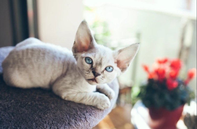 Devon Rex cat price Devon Rex cat price