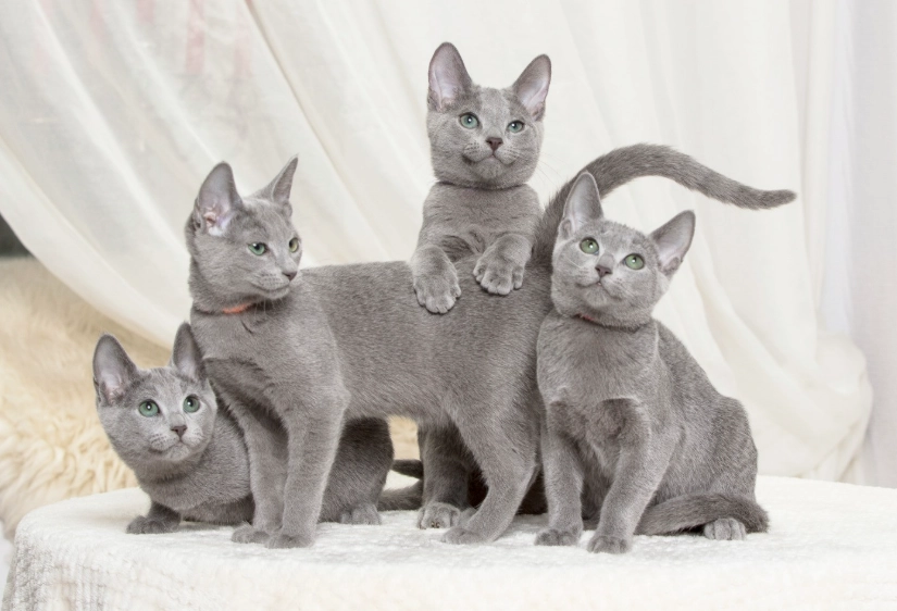 Russian Blue cat personality