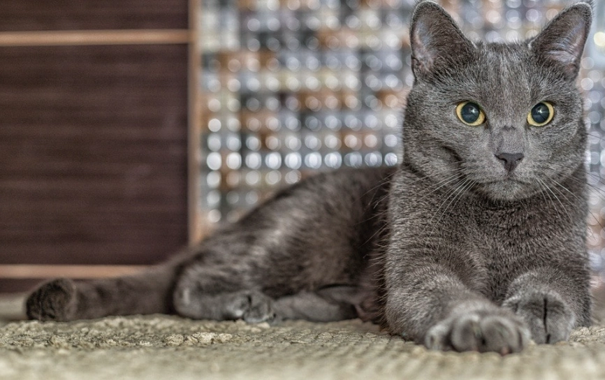 Russian Blue Cat Personality: The Complete Guide to Their Gentle Nature