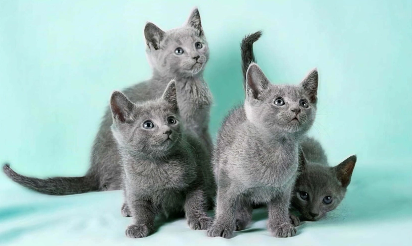 hypoallergenic kitten hypoallergenic kitten