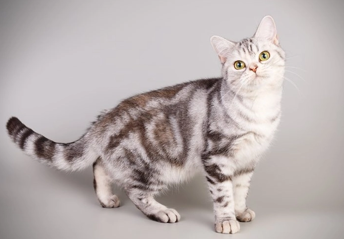 American Shorthair cat price