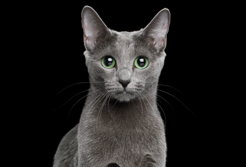 are russian blue cats friendly are russian blue cats friendly