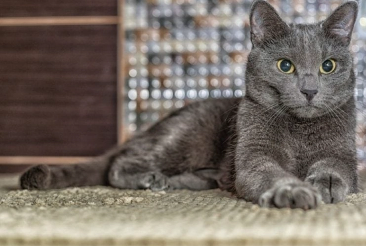Russian Blue cat cost