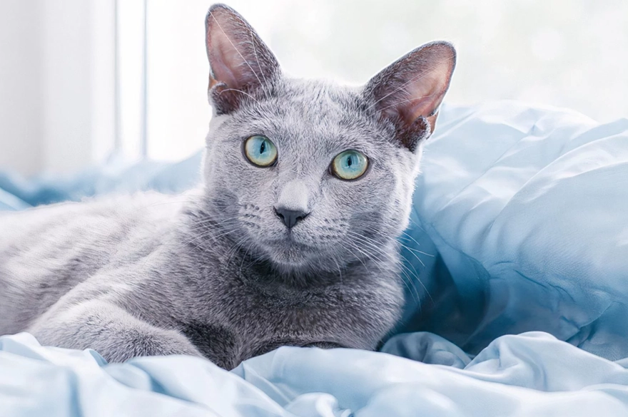 russian blue cat personality russian blue cat personality