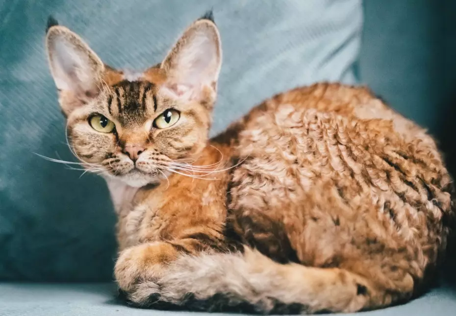 Devon Rex cat Devon Rex cat