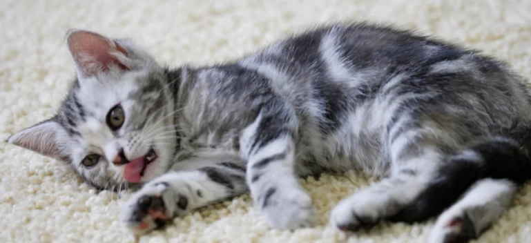 American Shorthair cost