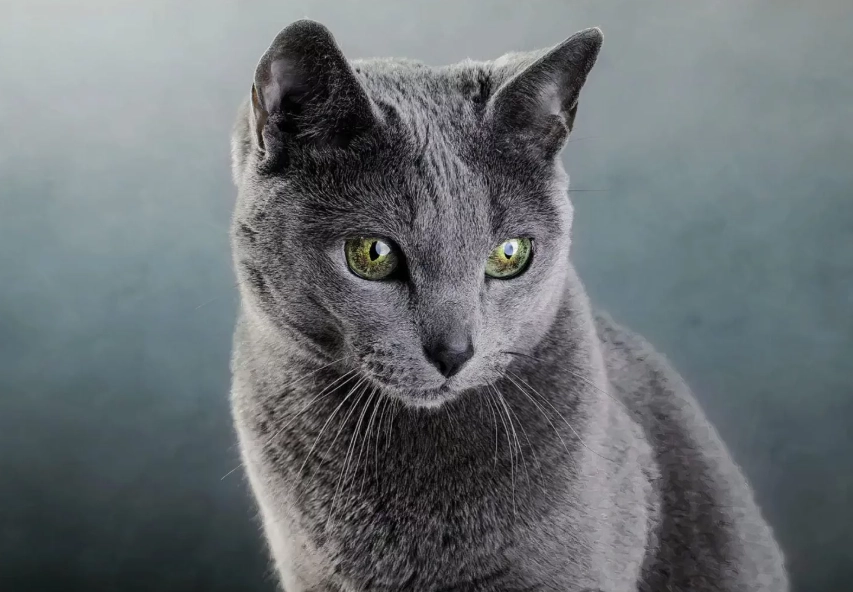 russian blue temperament russian blue temperament