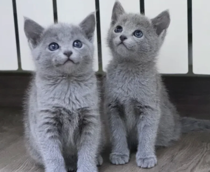 Russian Blue cat personality Russian Blue cat personality