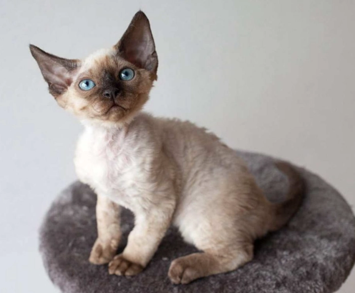 devon rex care devon rex care