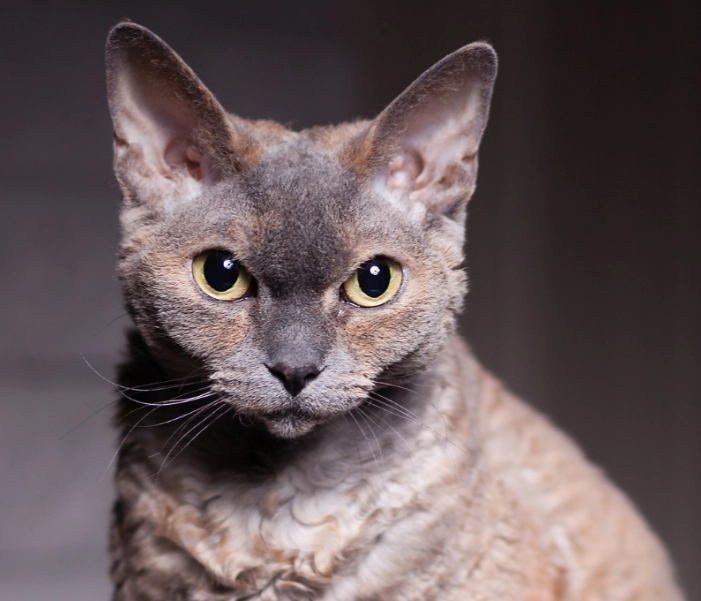 devon rex black devon rex black