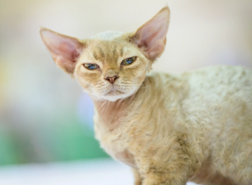 Devon Rex hypoallergenic Devon Rex hypoallergenic
