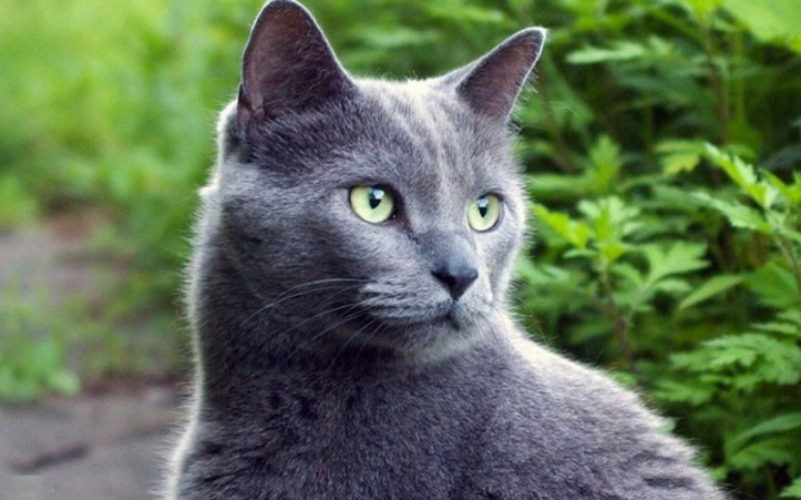 Russian Blue Cat Price Guide: Kitten Cost & Lifetime Expenses