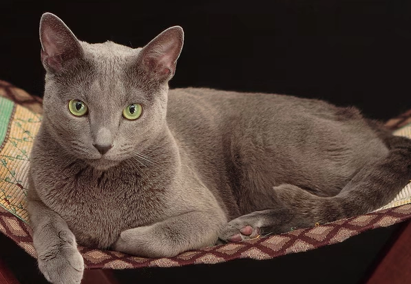 Russian Blue good with kids