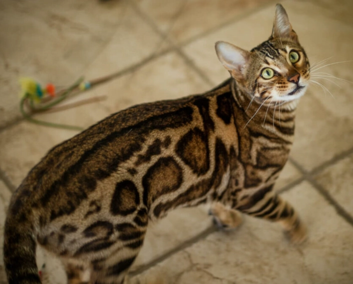 spotted bengal cat