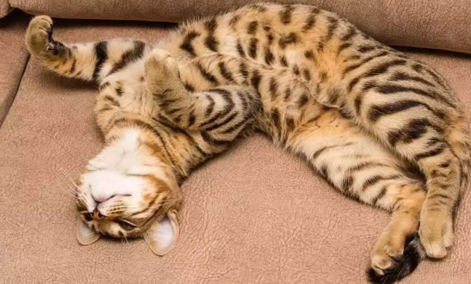 Bengal Tabby Cat: The Wild-Looking Spotted Companion