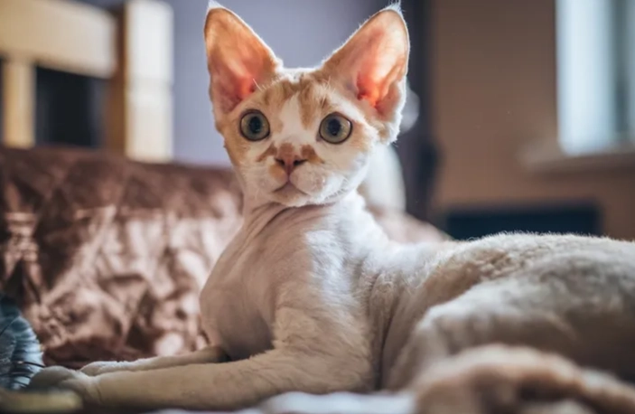 Devon Rex temperament Devon Rex temperament