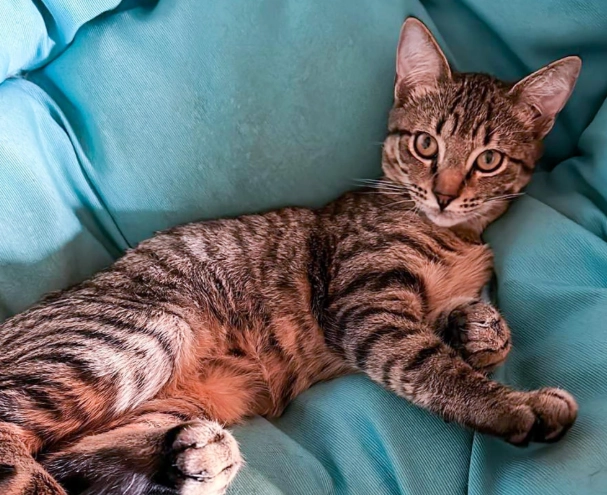 bengal cat coat patterns