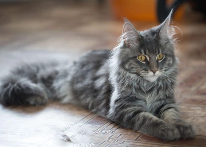 Maine Coon temperament