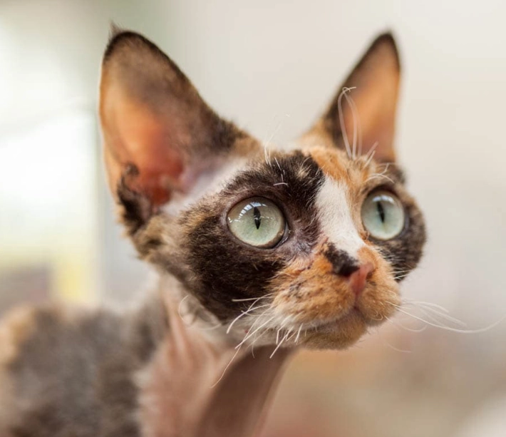 black devon rex cat black devon rex cat