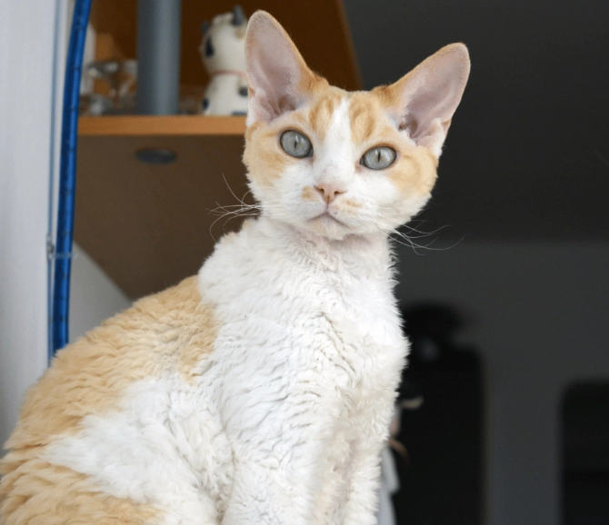 hypoallergenic cat breeds hypoallergenic cat breeds