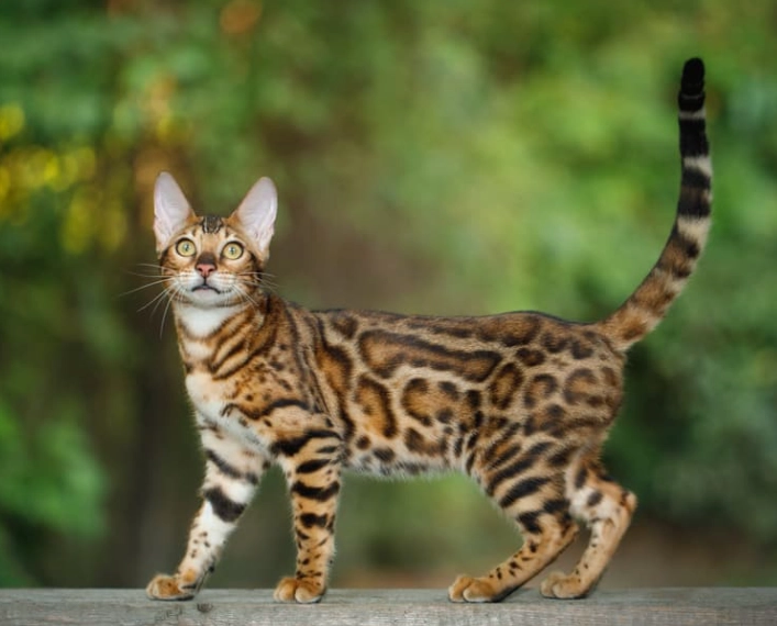 caring for Bengal cats